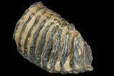 Partial Southern Mammoth Molar - Hungary #149858-2